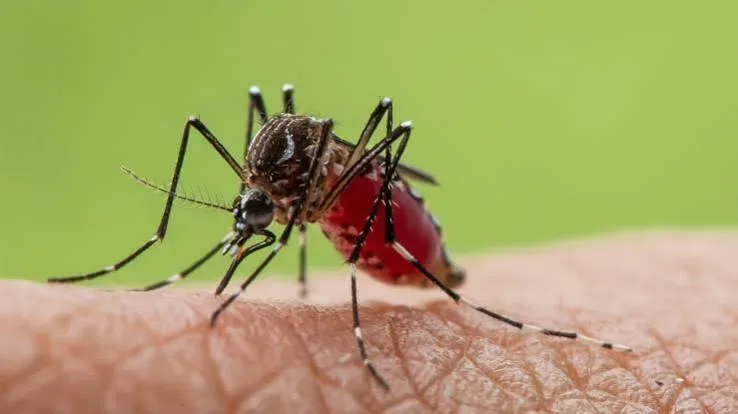 Mosquito trap deployed in a residential area